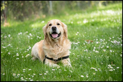 Pet photos reduces your likability according to Zoosk